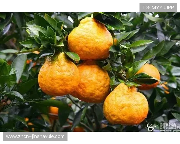 金沙777安全保障措施详解确保玩家资金与信息安全无忧